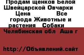 Продам щенков Белой Швейцарской Овчарки  › Цена ­ 20 000 - Все города Животные и растения » Собаки   . Челябинская обл.,Аша г.